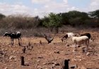 Pecuaristas da microrregião de Irecê apelam pelo apoio do governo para a distribuição de milho para o rebanho