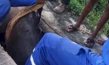 Cavalo cai em estação de esgoto e é resgatado por técnicos da Embasa em Irecê